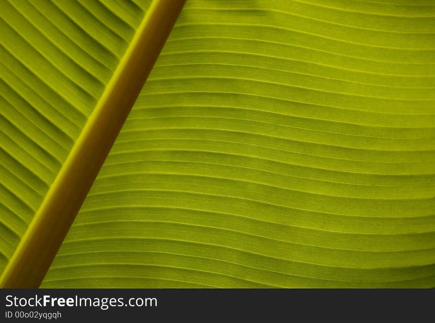 Banana Palm Leaf Closeup