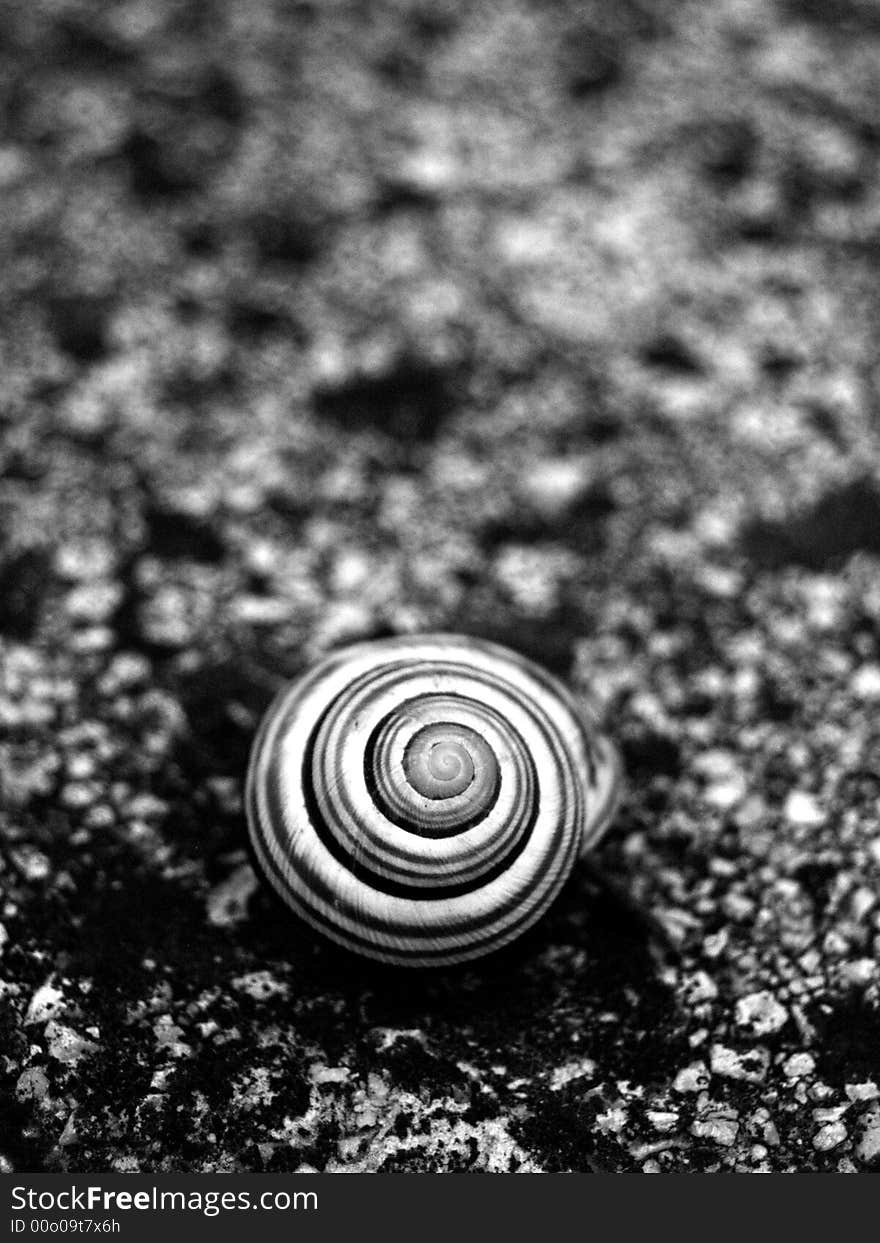 Snail on a scatchy concrete surface.