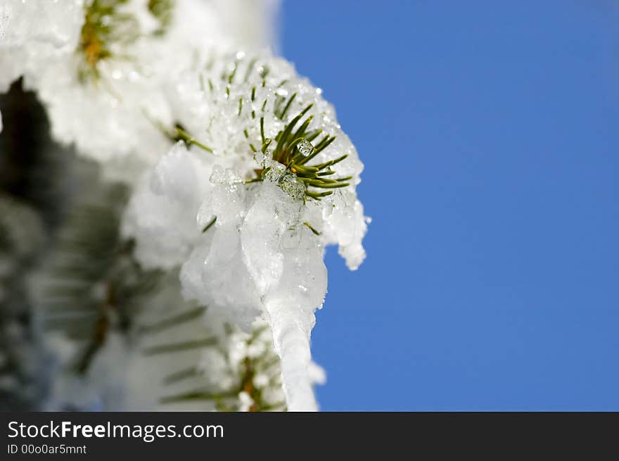 Aeolian snow on the tree. Aeolian snow on the tree