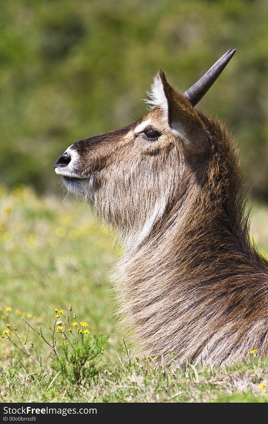 Head portrait of a young waterbuck ram