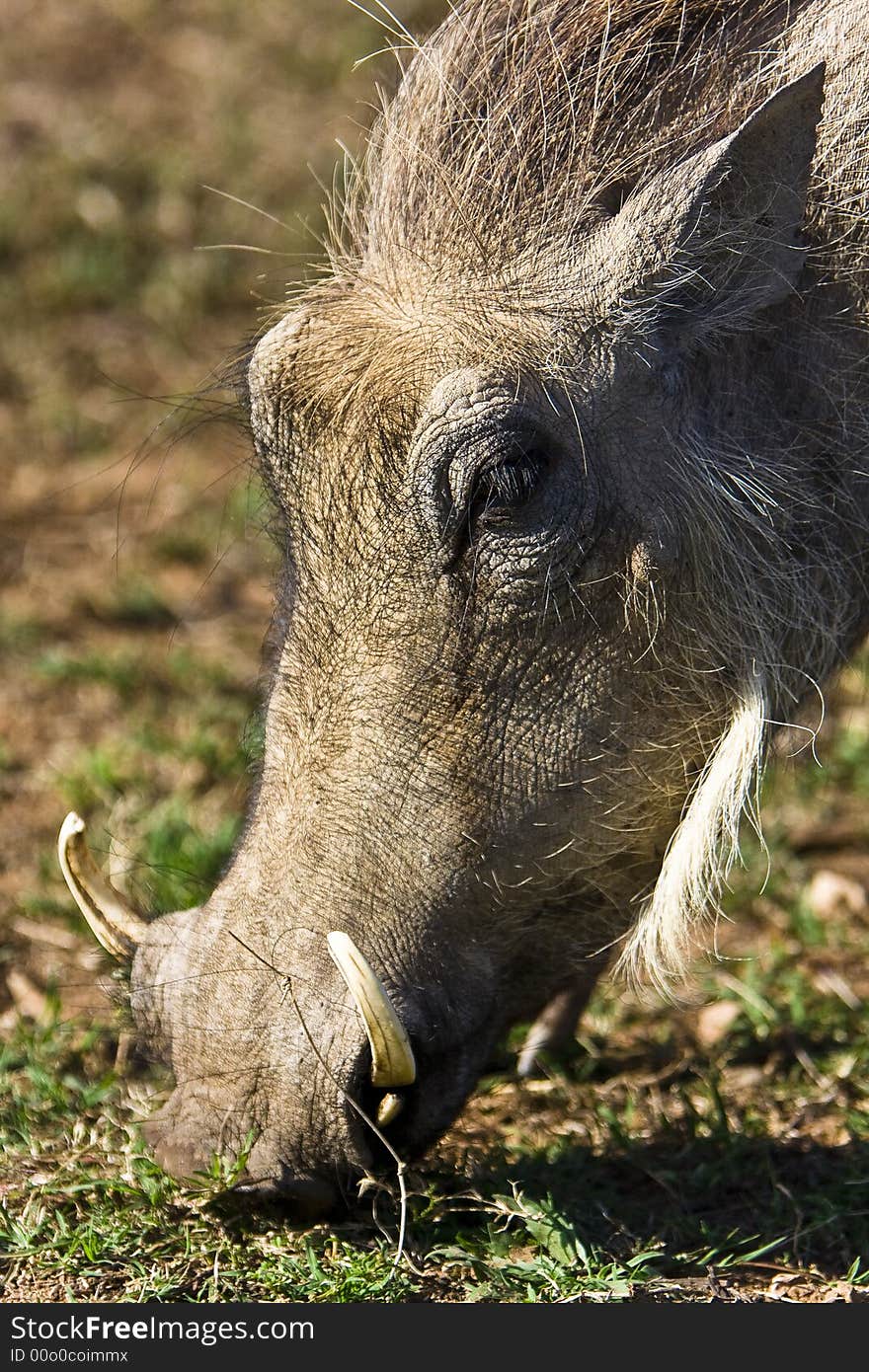 Portrait of warthog that is busy grazing. Portrait of warthog that is busy grazing