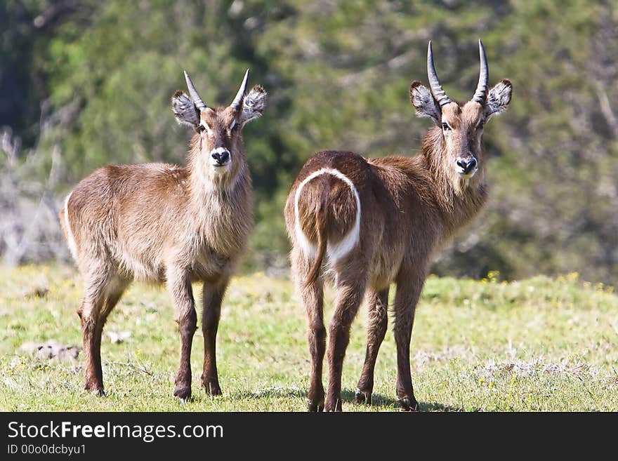 Two young waterbuck calves in grass gazing. Two young waterbuck calves in grass gazing