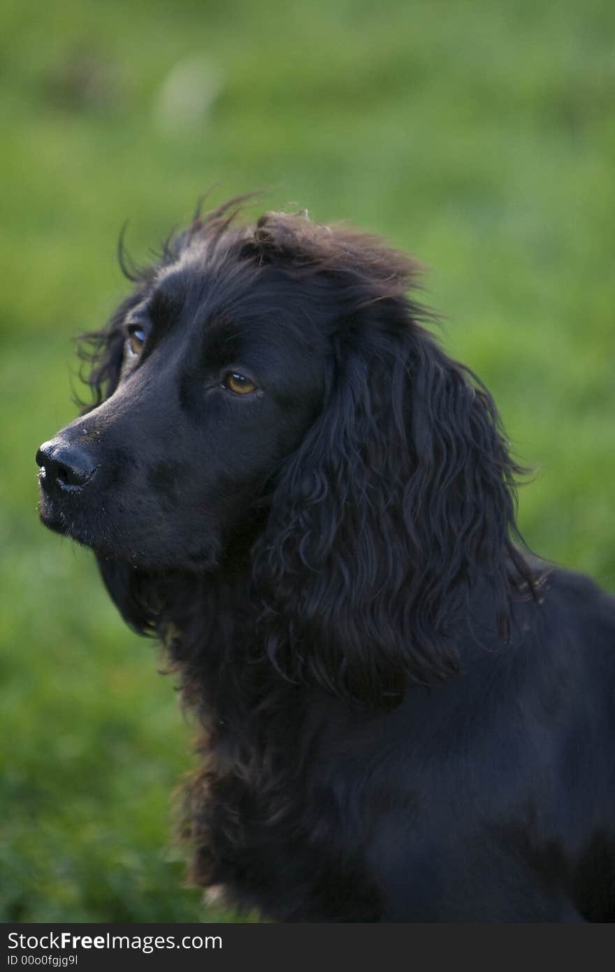 Loving gaze of a black Springer Spaniel. Loving gaze of a black Springer Spaniel