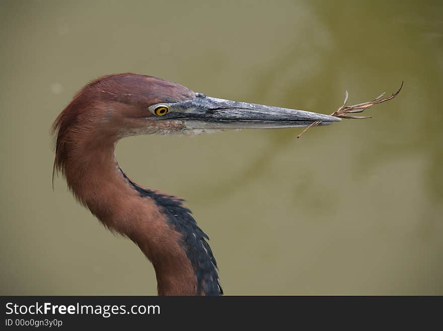 Giant heron bird from africa with a twig in his beak