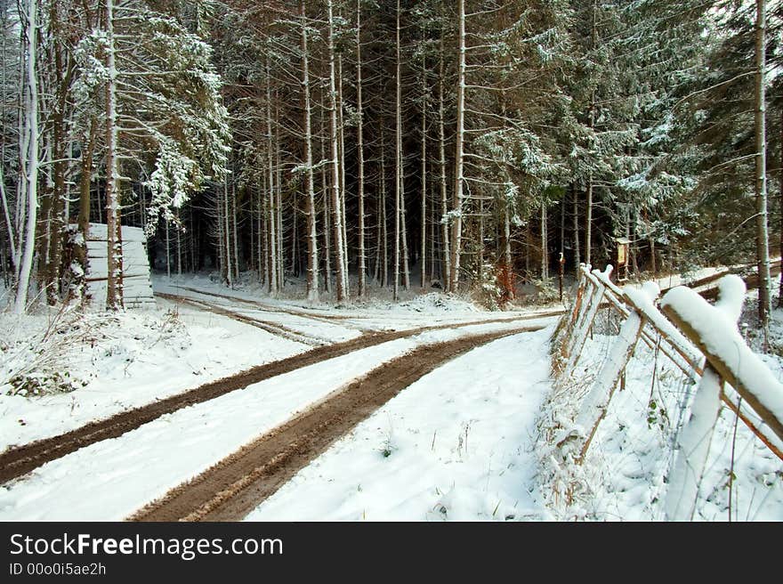 Winter Forest Lane