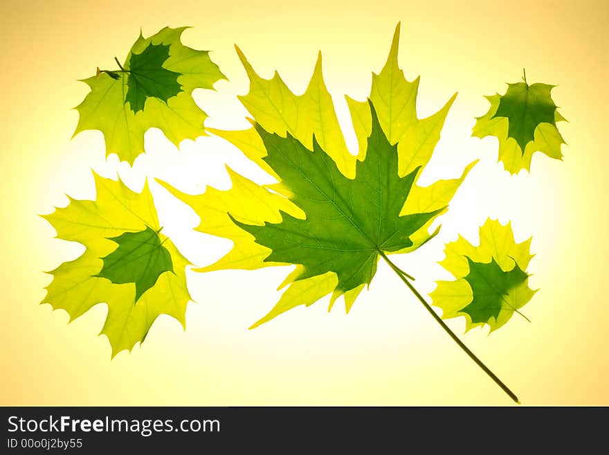 Yellow and green Maple leaves arranged in a swirling pattern. Yellow and green Maple leaves arranged in a swirling pattern.