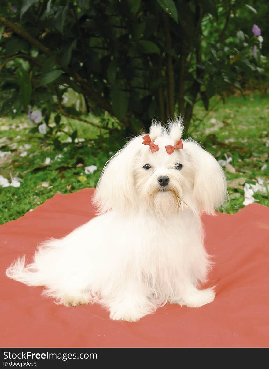 Purebred malteses dog sitting on a blanket in a park. Purebred malteses dog sitting on a blanket in a park