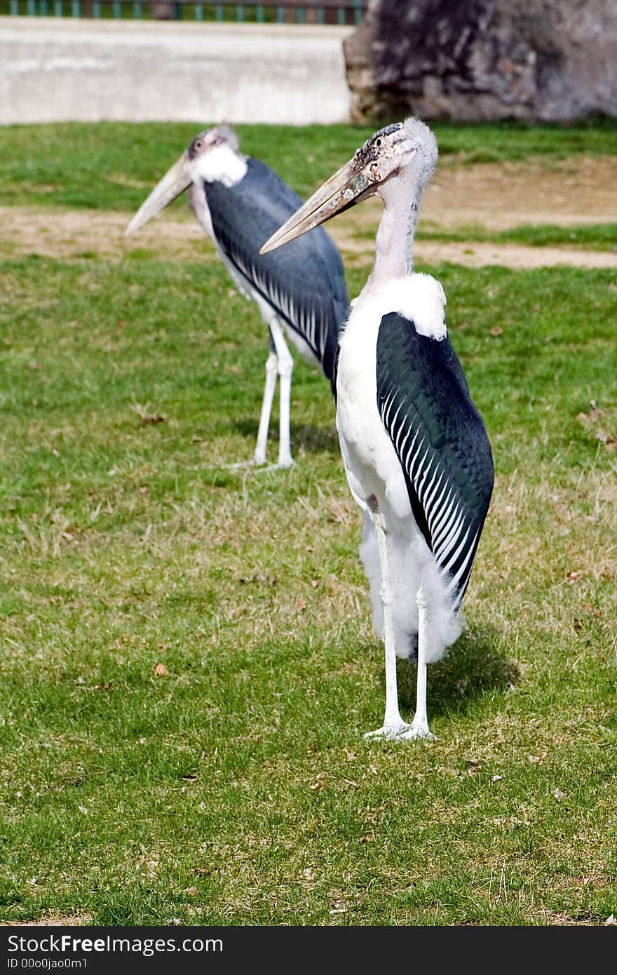 Two maribou storks at the Henry Vilas zoo in Madison, Wisconsin