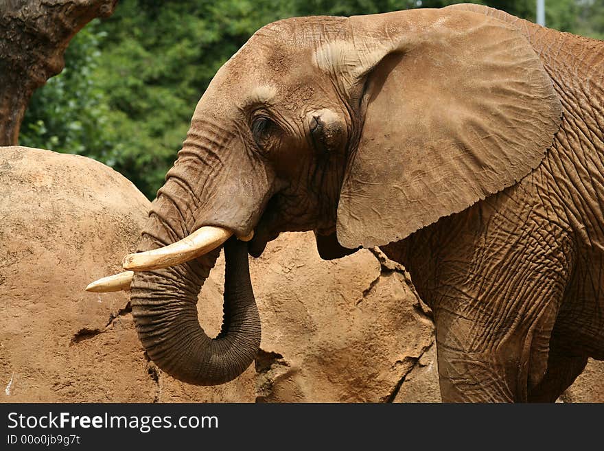 Elephant three quarter view standing next to a rock under a tree, texture. Elephant three quarter view standing next to a rock under a tree, texture