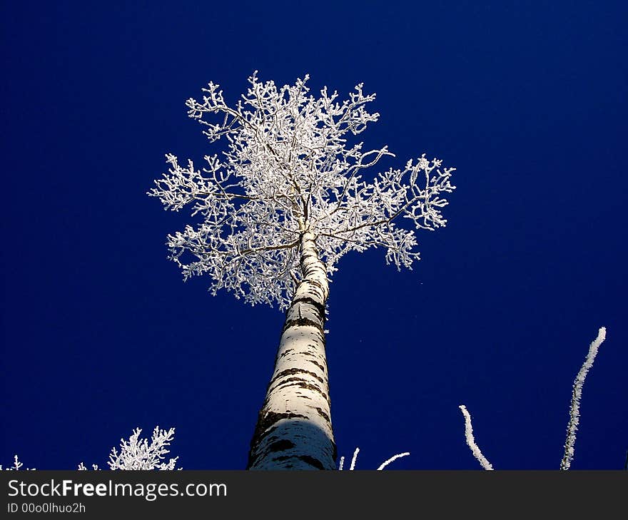 Frost Covered Tree