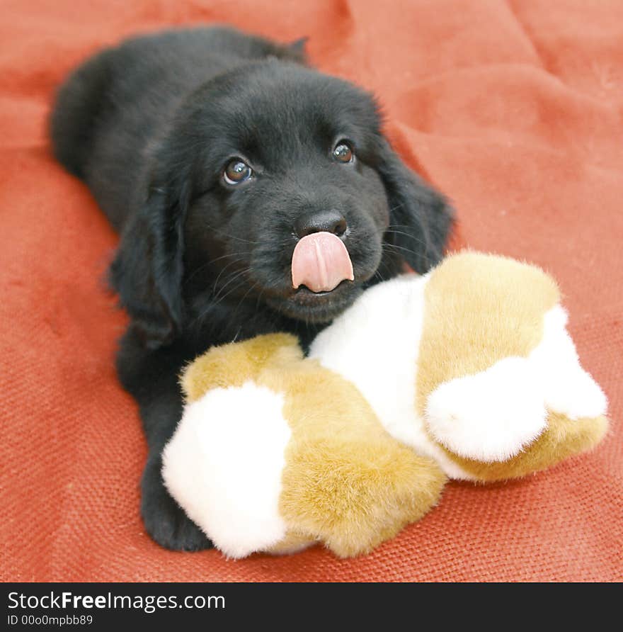 Newfoundland Puppy