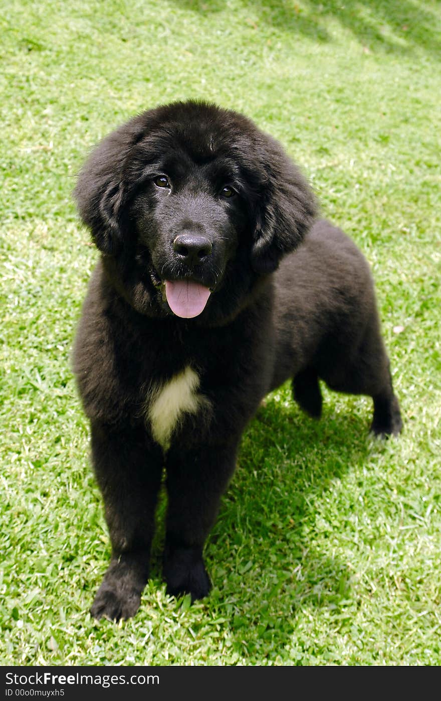 Newfoundland Puppy