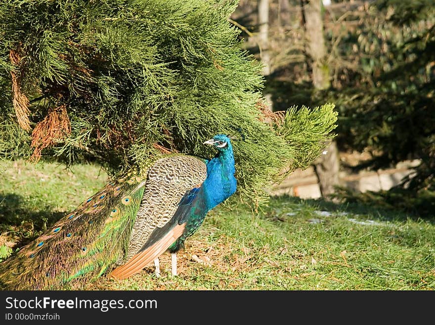 India's national bird.it was resettled today in a state of nature into more countries is found . India's national bird.it was resettled today in a state of nature into more countries is found .