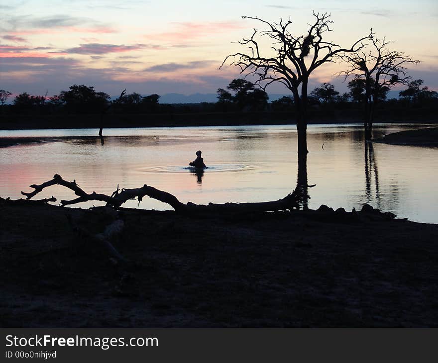 Sundowner with Hippo