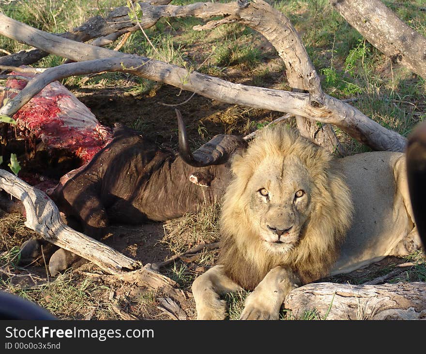 African lion eating a buffalo in game reserve. African lion eating a buffalo in game reserve