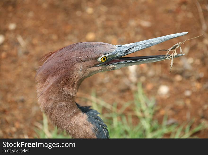 Giant heron open beak