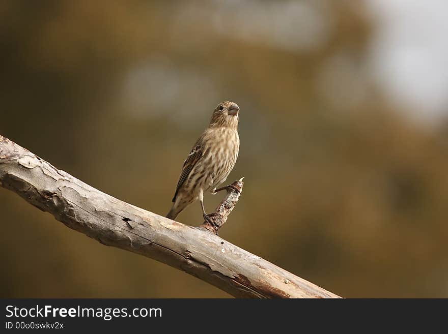 Female House Finch