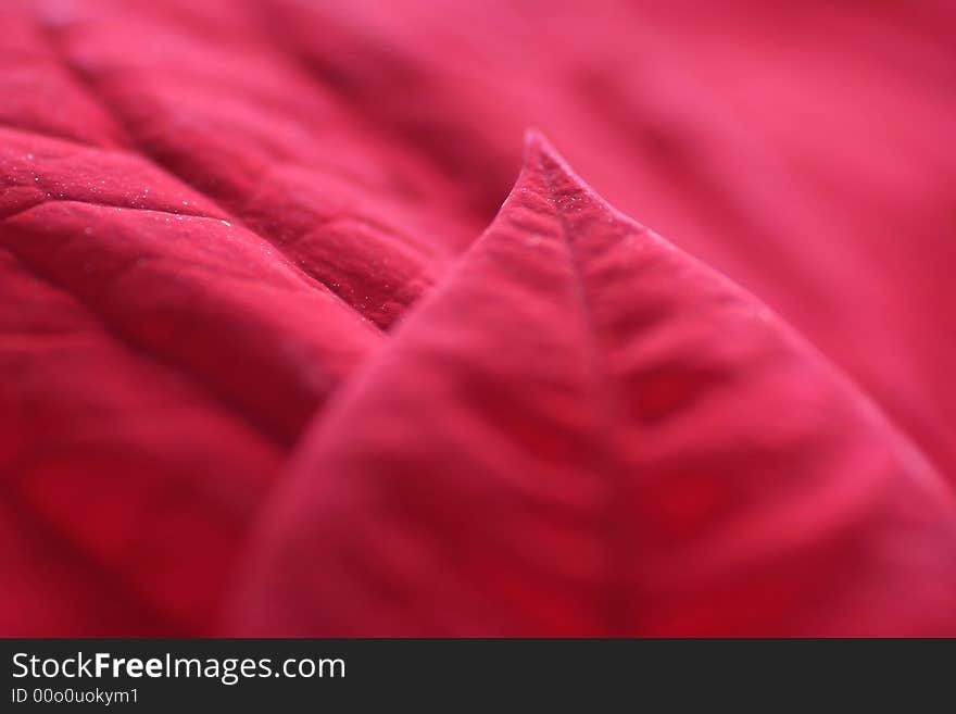 Closeup on beutiful poinsettia leaves from christmas. Closeup on beutiful poinsettia leaves from christmas