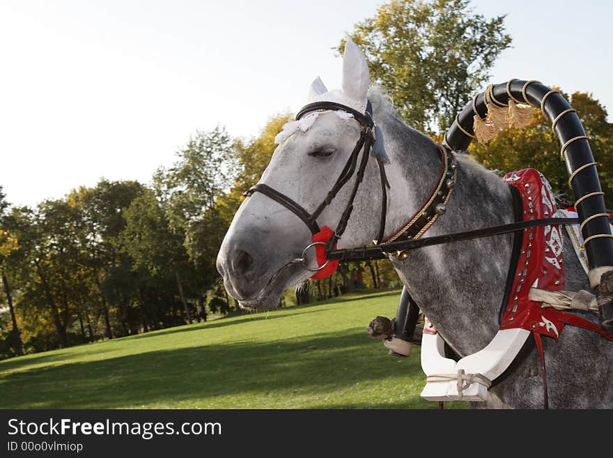 The grey horse is walking in the park