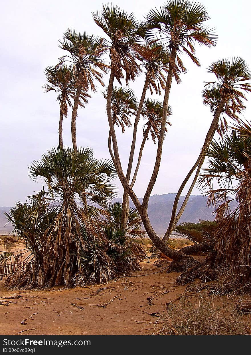 Oasis in desert