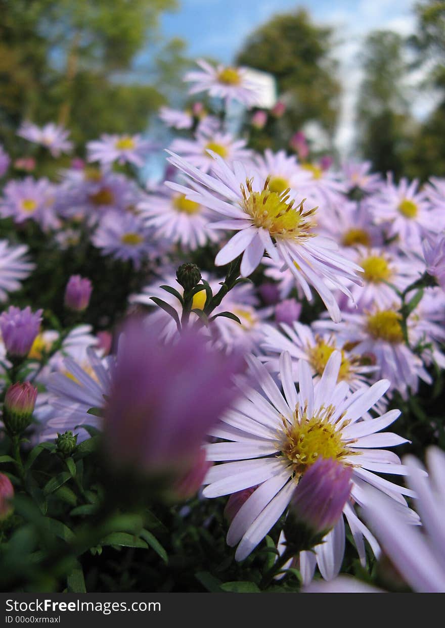 Lilac flowers