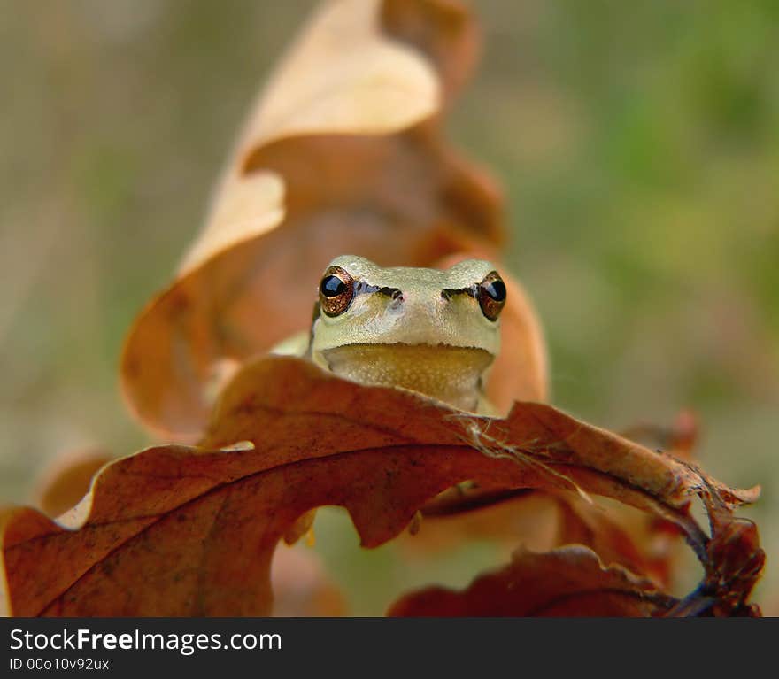 Curious Frog