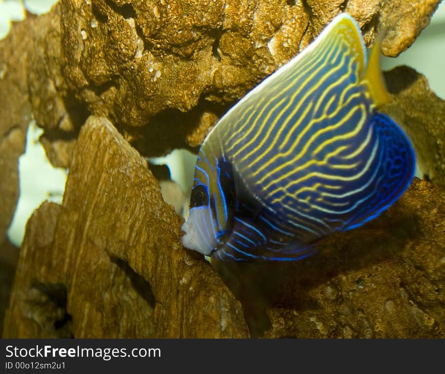 beautiful salt water tropical fish