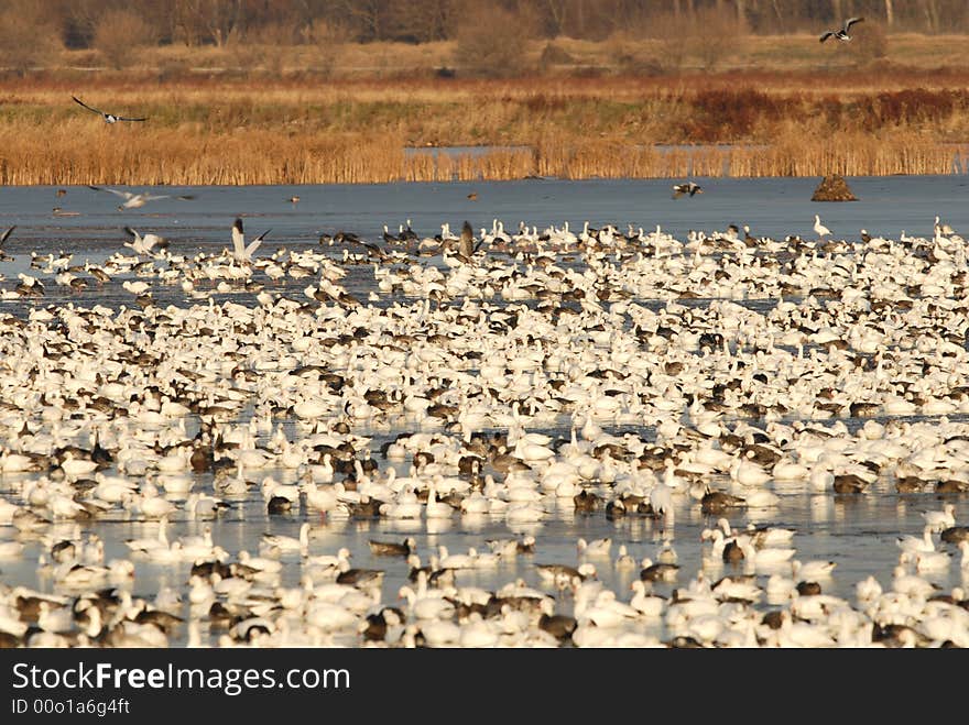 Flock Of Snow Geese