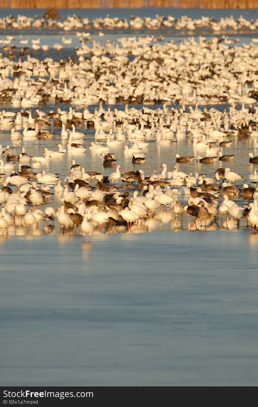 A large flock of snow geese rest in the calm waters of a wildlife refuge until morning. A large flock of snow geese rest in the calm waters of a wildlife refuge until morning.