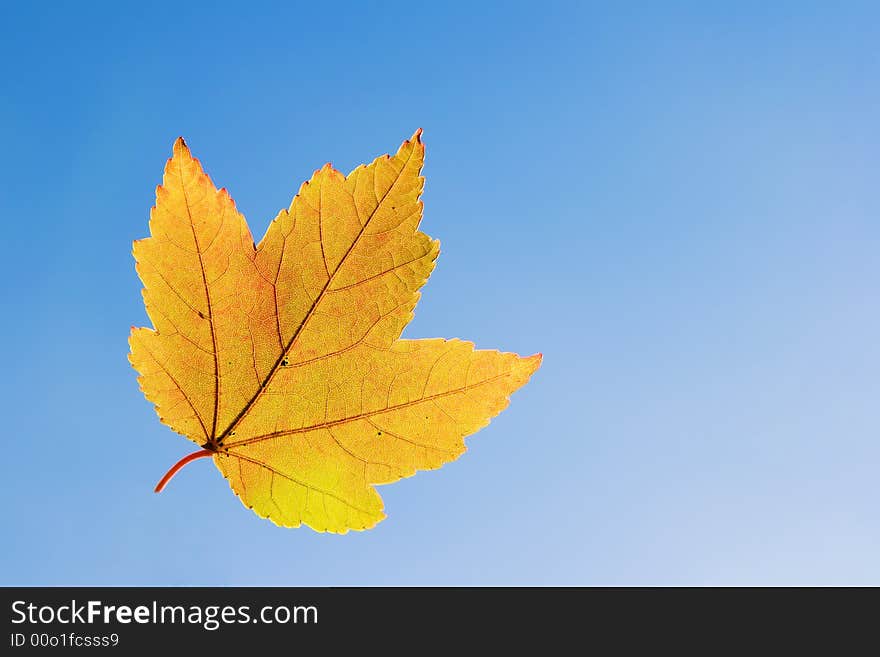 Yellow maple leaf on blue sky