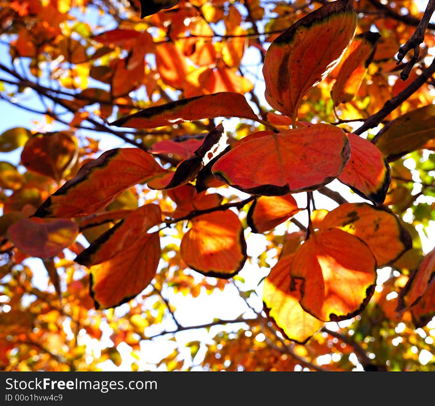 Orange leaves on a plantation trees at autumn. Orange leaves on a plantation trees at autumn