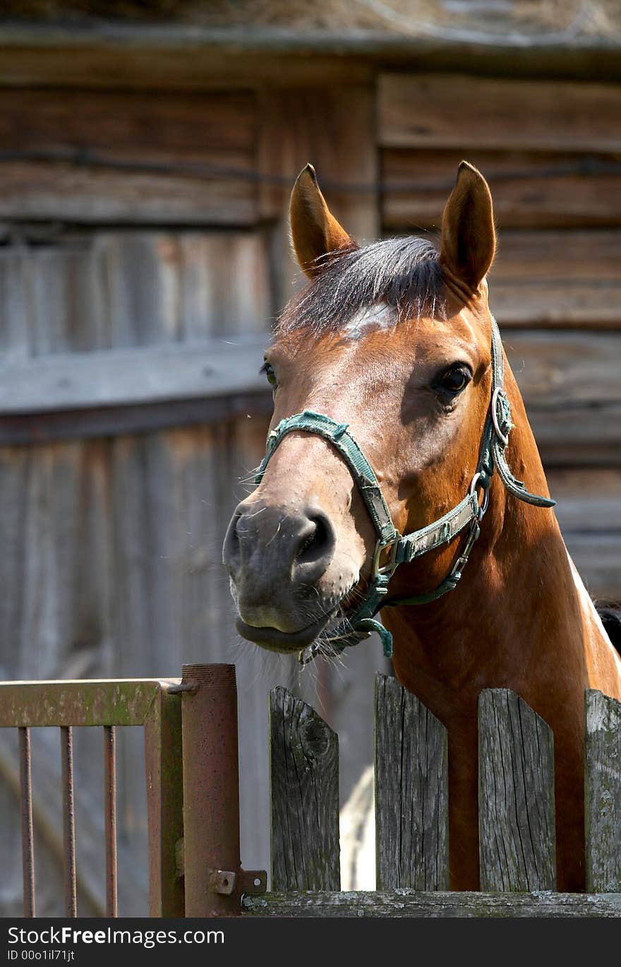 Horse is standing behind fence. Horse is standing behind fence