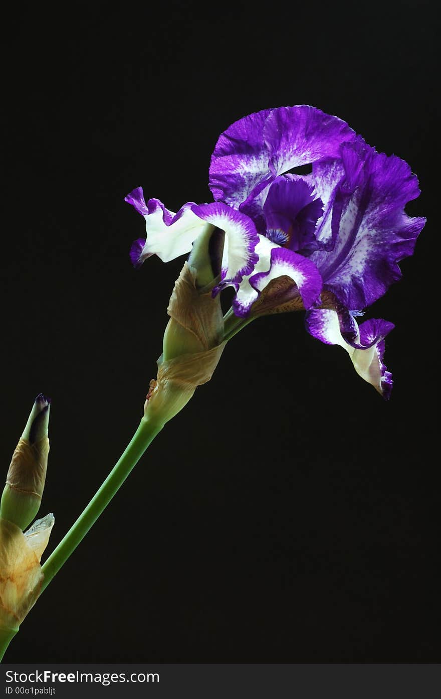 Purple iris flower with black background