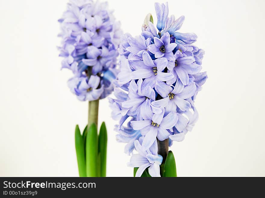 Two purple hyacinths islotaed on a white background. Focus on the front hyacinth.