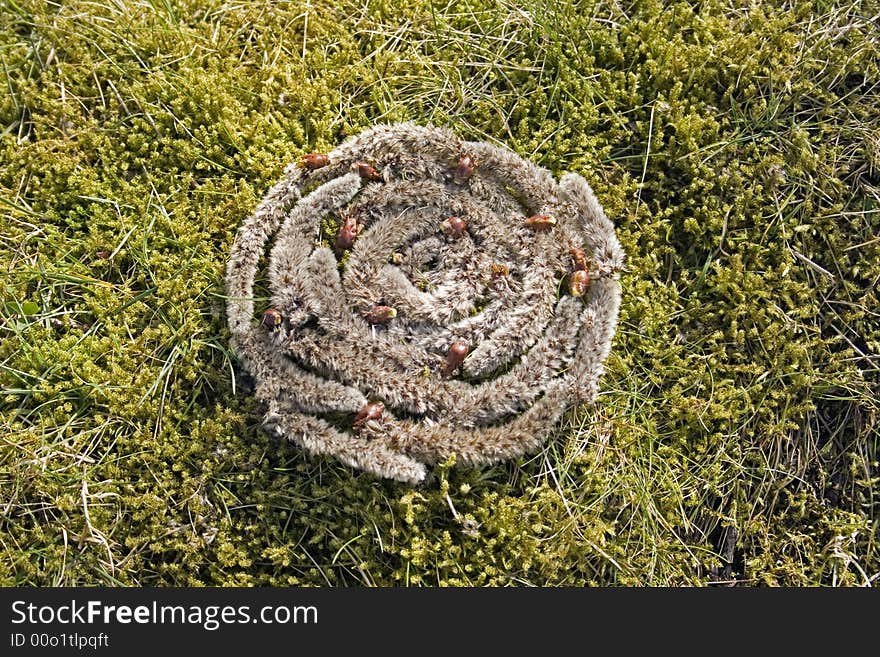 Arrangement with catkins on mossy ground. Arrangement with catkins on mossy ground