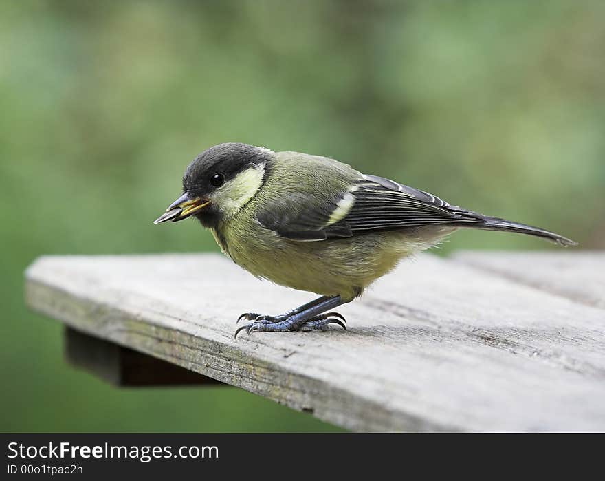 Young Great Tit - Parus major - with a sunflower seed. Young Great Tit - Parus major - with a sunflower seed.