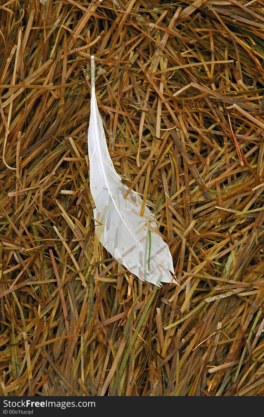 Wet feather on sea grass