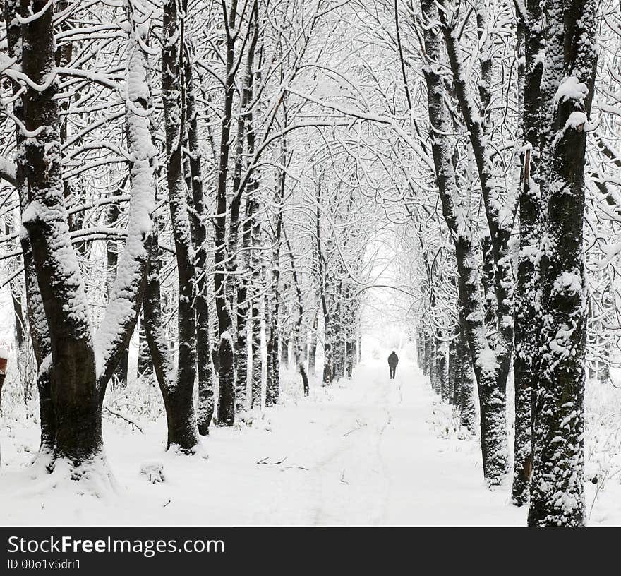 Lane In Park