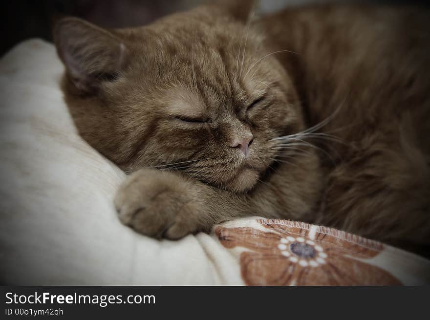 Young orange cat sleeping on bed. Young orange cat sleeping on bed