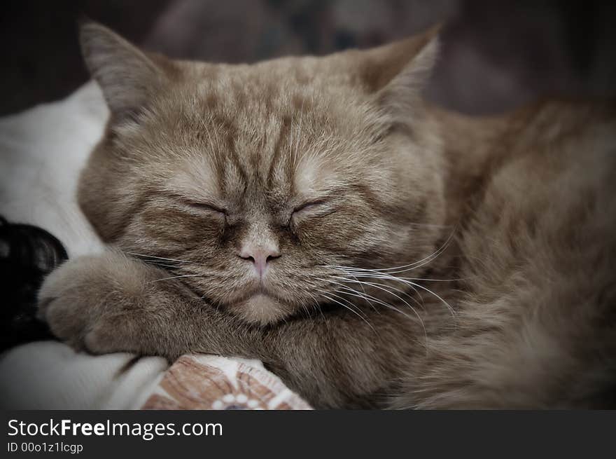 Young orange cat sleeping on bed. Young orange cat sleeping on bed