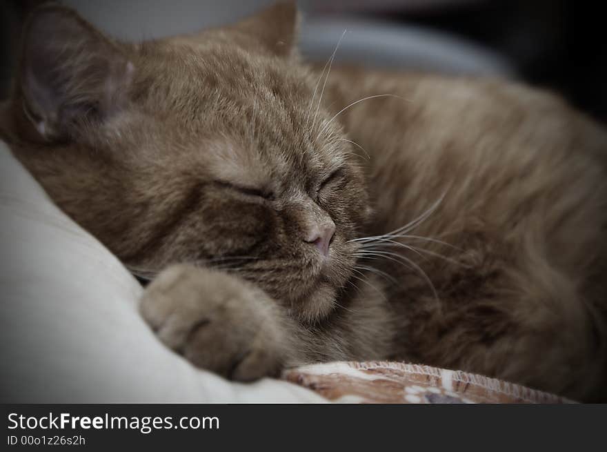 Young orange cat sleeping on bed. Young orange cat sleeping on bed