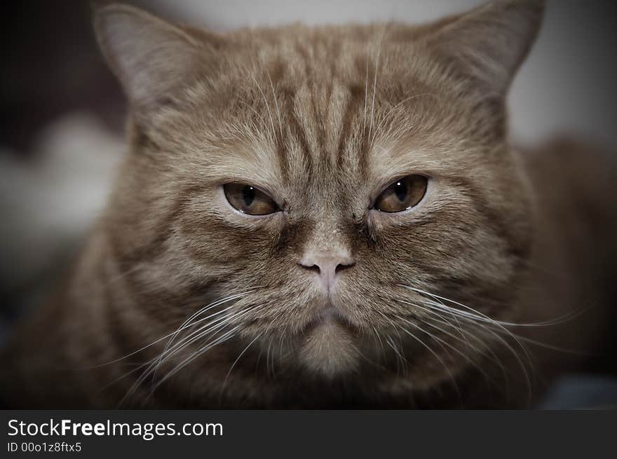 Face of young orange cat looking in camera. Face of young orange cat looking in camera