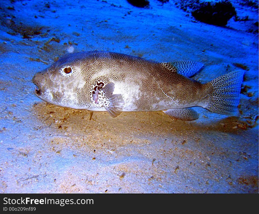 Giant Puffer Fish taking a break at the bottom.