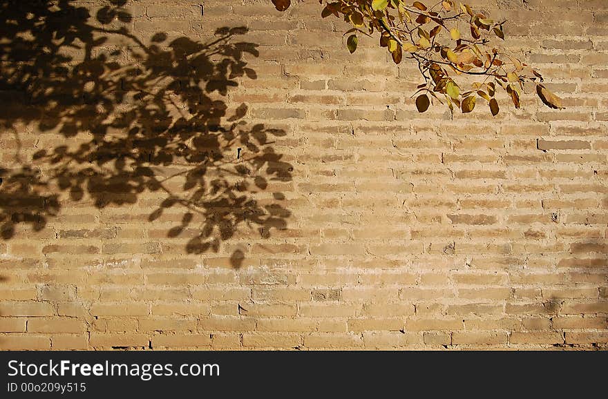 Autumn leaves and their shadows on the old wall. Autumn leaves and their shadows on the old wall.