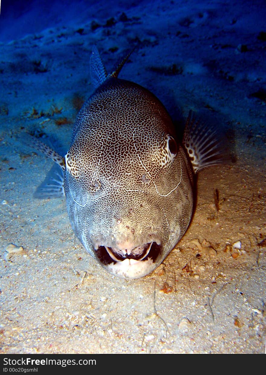 Giant Puffer Fish