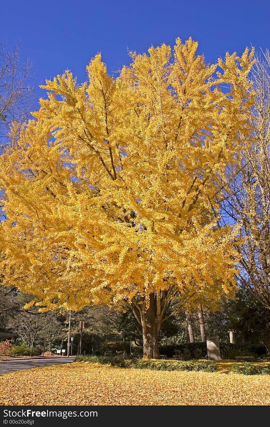 A tree with golden yellow leaves against a brilliant blue sky in the autumn. A tree with golden yellow leaves against a brilliant blue sky in the autumn