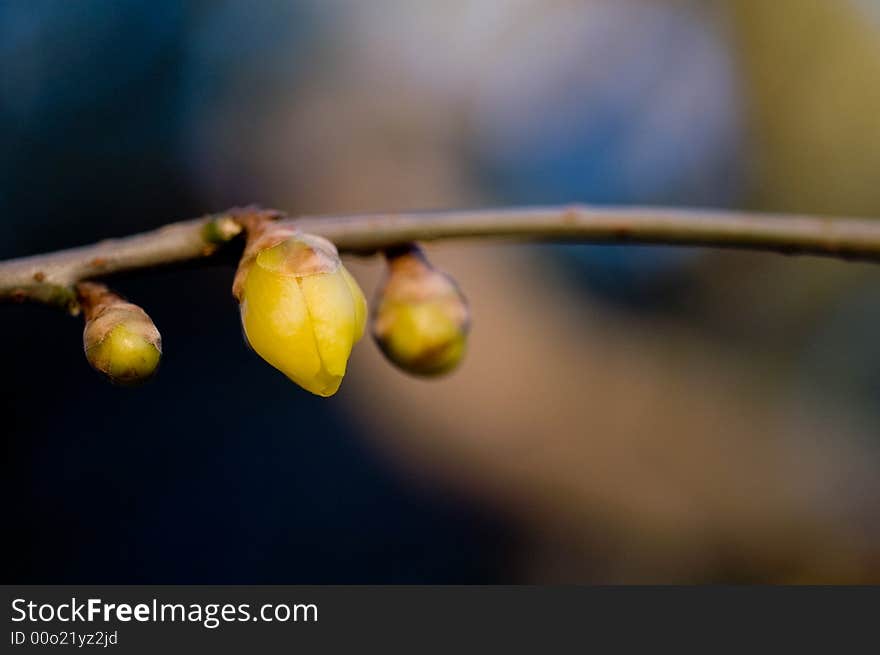 Beijing winter calyx canthus flower.