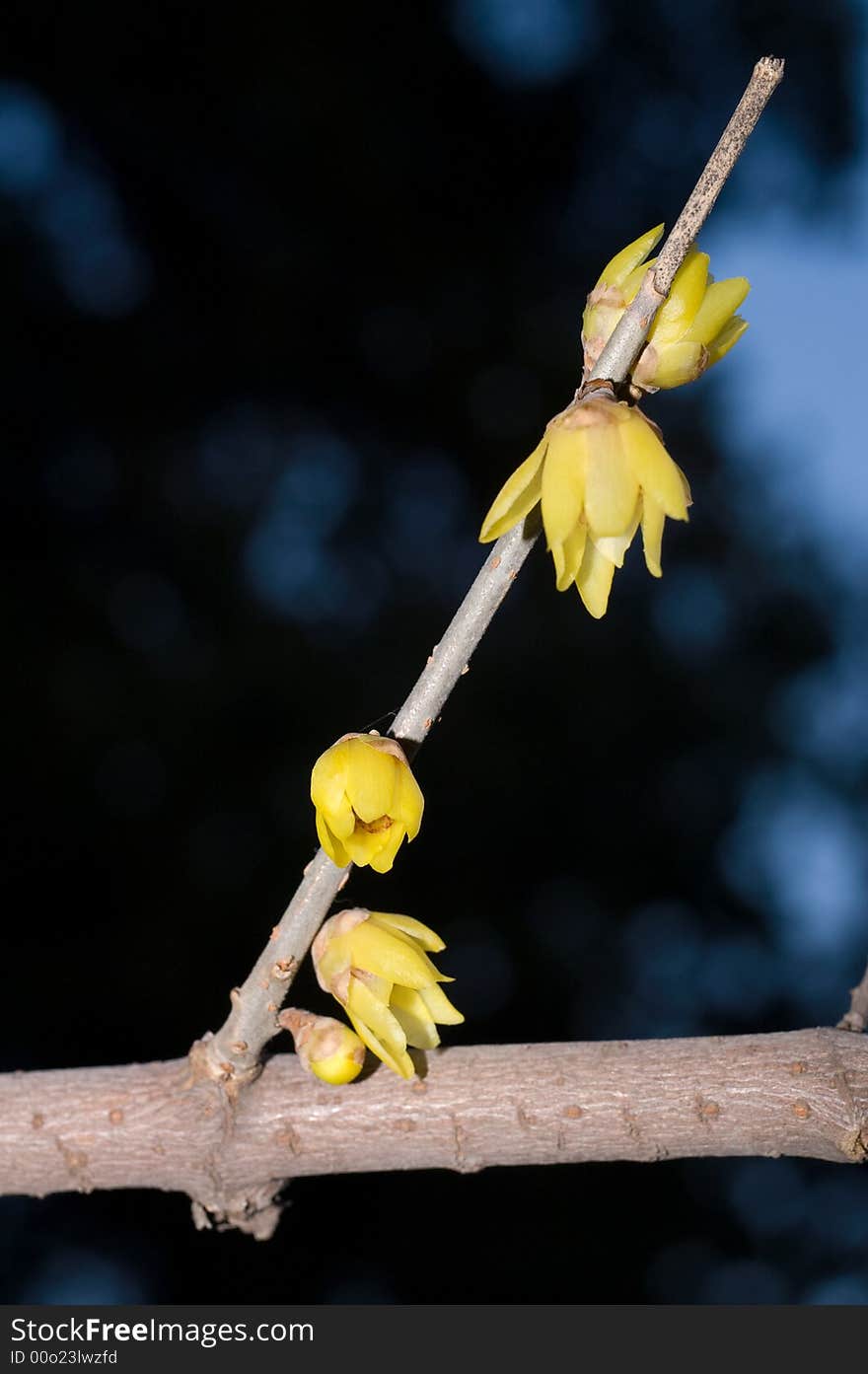 Beijing winter calyx canthus flower.