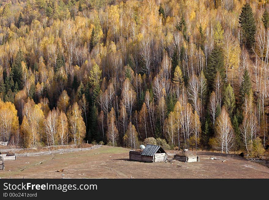 It is a small Kazakh compound on the way from Kanas to Hemu, which is surrounded by the birch forest on the mountain. 
Northern Xinjiang, China 
October, 2007