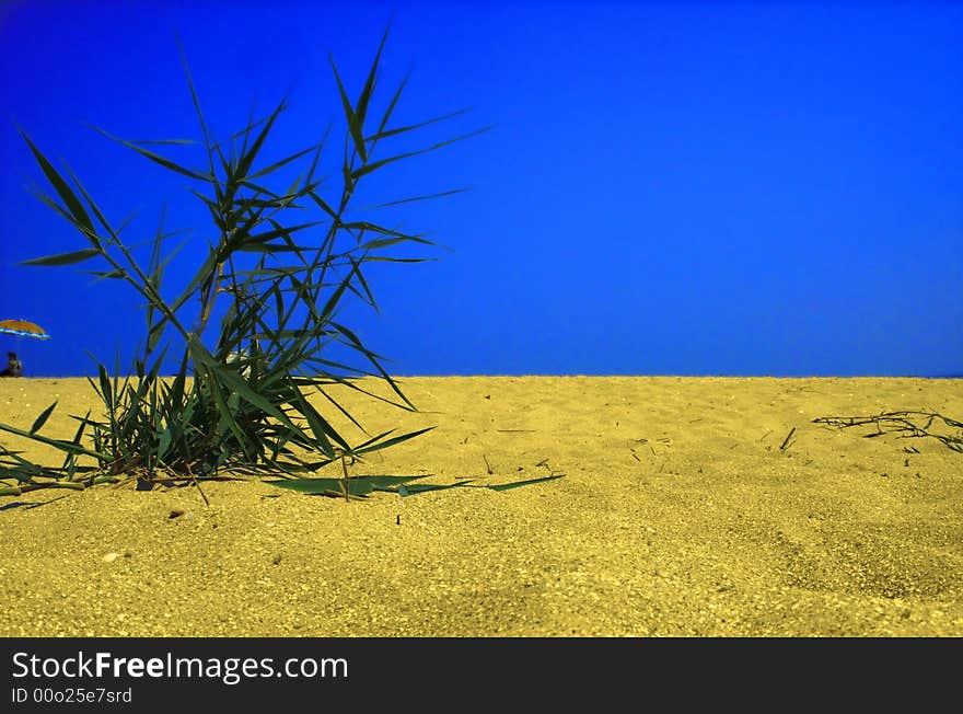 Plant in desert